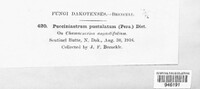 Pucciniastrum epilobii image